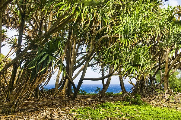 USA, Hawaii, Pacific Ocean. Pandanus tree (Pandanus tectorius) or Hala tree at the