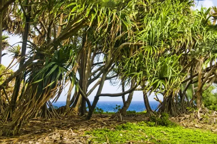 Framed Print : USA, Hawaii, Pacific Ocean. Pandanus tree (Pandanus tectorius) or Hala tree