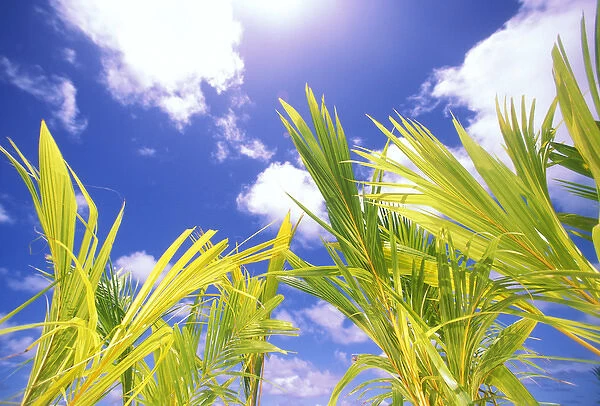 USA, Hawaii. Palms and blue sky