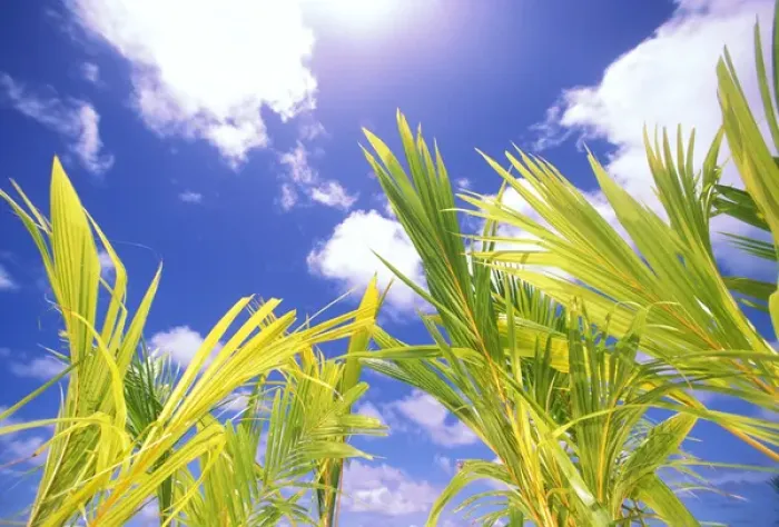 Framed Print : USA, Hawaii. Palms and blue sky Framed Print : USA, Hawaii. Palms and blue sky