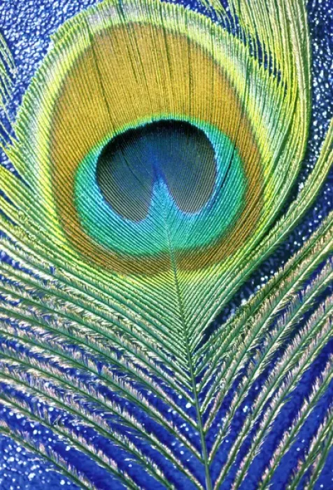 Framed Print : USA, Hawaii. Peacock feather Framed Print : USA, Hawaii. Peacock feather