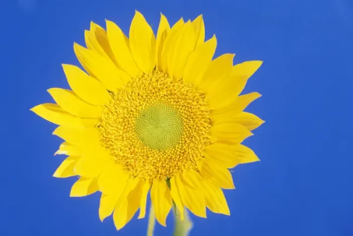 Framed Print : USA, Hawaii. Sun flower