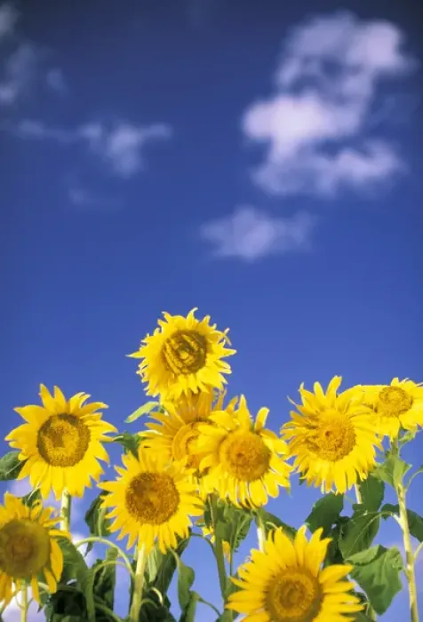 Framed Print : USA, Hawaii. Sunflowers Framed Print : USA, Hawaii. Sunflowers