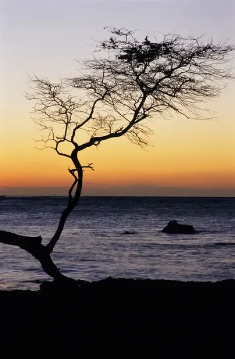 Framed Print : USA, Hawaii. Tree silhouette at twilight. Credit as: Marie Bush / Jaynes Gallery / DanitaDelimont Framed Print : USA, Hawaii. Tree silhouette at twilight. Credit as: Marie Bush / Jaynes Gallery / DanitaDelimont