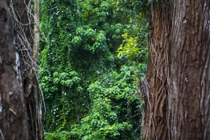 Framed Print : USA, Hawaii. A tropical rain forest draws you in for exploring