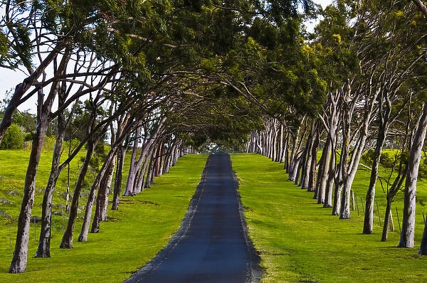 USA, Hawaii, Waimea. A tree-lined roadway leading from Parker Ranch