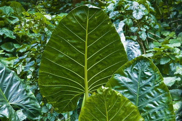 USA, Hawaii, Waipio Valley. Close-up of the leaves of a Taro (Colocasia esculenta) plant