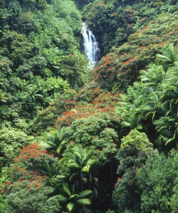 Framed Print : USA, Hawaii, Waterfall in a tropical rain forest Framed Print : USA, Hawaii, Waterfall in a tropical rain forest