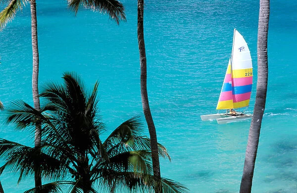 USA, Hawaiian Islands. Palm trees and catamaran