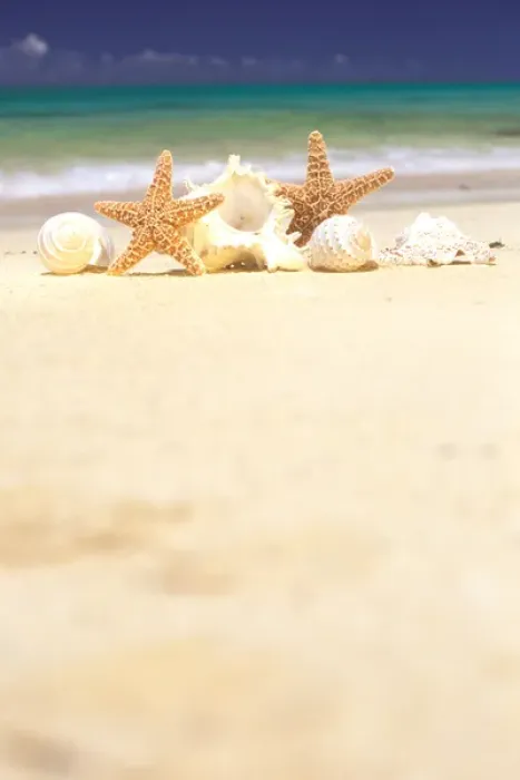 Framed Print : USA, Hawaiian Islands. Sea shells and starfish