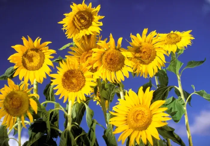 Framed Print : USA, Hawaiian Islands. Sunflowers
