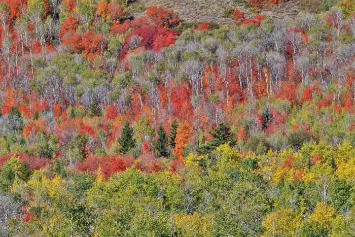Framed Print : USA, Idaho. Aspen and maple near Liberty and Bear Lake in autumn colors