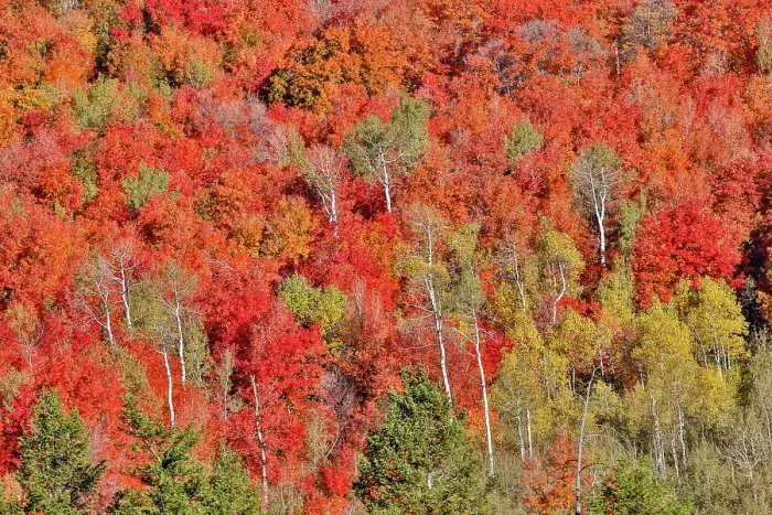 Framed Print : USA, Idaho. Aspen and maple near Liberty and Bear Lake in autumn colors