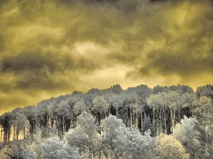 Framed Print : USA, Idaho, Aspens a with clouds Framed Print : USA, Idaho, Aspens a with clouds