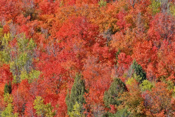 Framed Print : USA, Idaho. Bloomington Canyon Road hillsides in fall color on maple Framed Print : USA, Idaho. Bloomington Canyon Road hillsides in fall color on maple