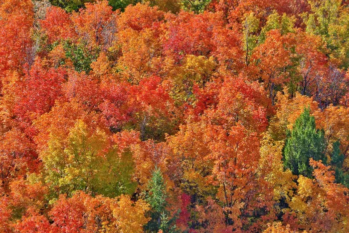 Framed Print : USA, Idaho. Bloomington Canyon Road hillsides in fall color on maple Framed Print : USA, Idaho. Bloomington Canyon Road hillsides in fall color on maple