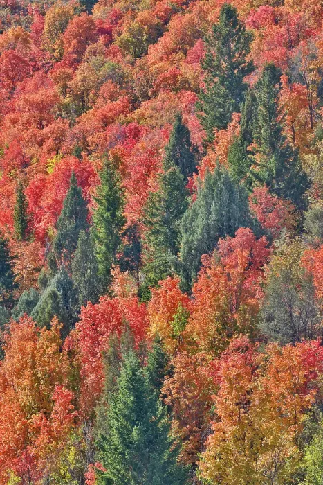 Framed Print : USA, Idaho. Bloomington Canyon Road hillsides in fall color on maple