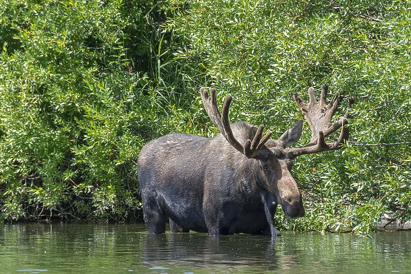 USA, Idaho. Bull Moose in Teton River