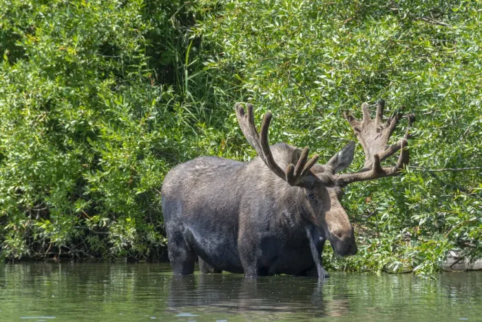 Framed Print : USA, Idaho. Bull Moose in Teton River Framed Print : USA, Idaho. Bull Moose in Teton River