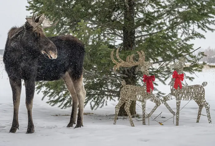 Framed Print : USA, Idaho. Bull moose visiting Christmas deer ornament Framed Print : USA, Idaho. Bull moose visiting Christmas deer ornament