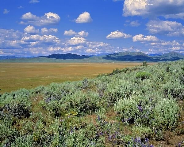 USA, Idaho, Camas Co. Sagebrush and lupine compete in the harsh environments of Camas County, Idaho