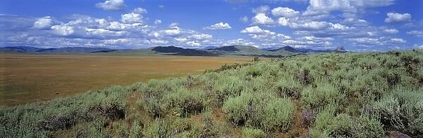 USA, Idaho, Camas Co. Sagebrush and lupine line the edge of a dry prairie in Camas County, Idaho
