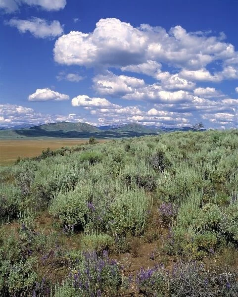 USA, Idaho, Camas Co. Sagebrush and lupine fill the prairie of the Great Basin area in Camas Co