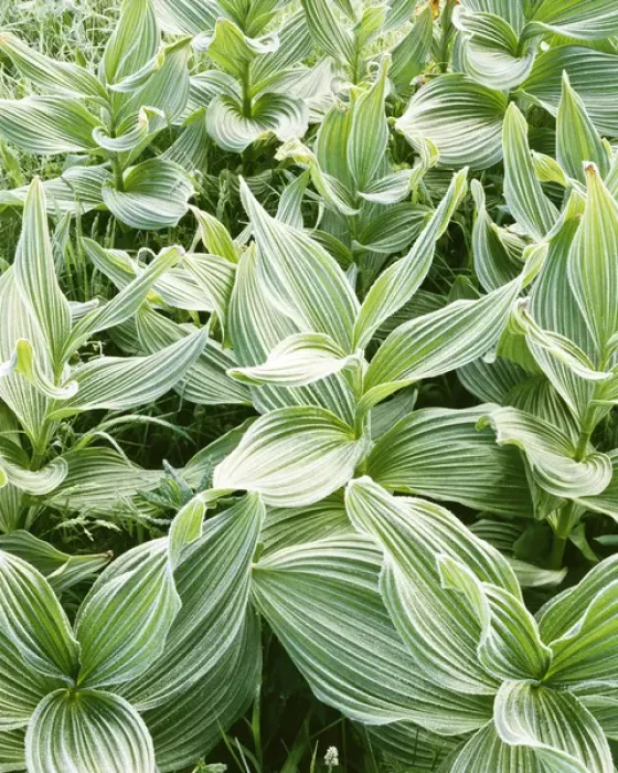Framed Print : USA, Idaho, Couer d Alene National Forest, Corn Lily with frost