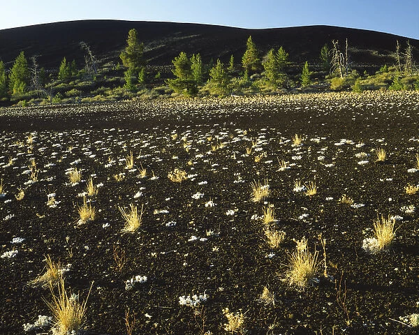 USA, Idaho, Craters of the Moon National Monument, Lava, Cinders and Limber Pine