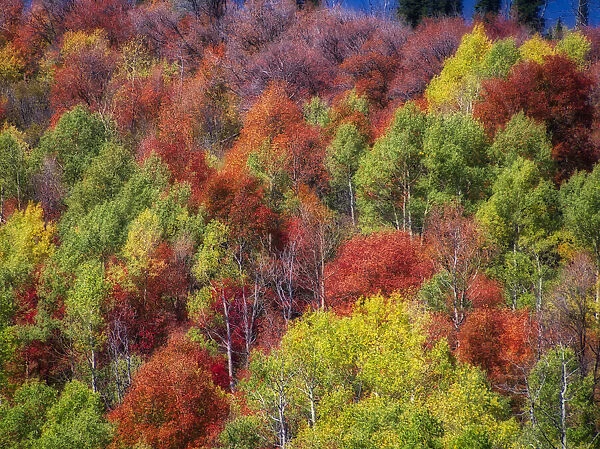 USA, Idaho. Fall colors and aspens along Montpelier Canyon in Idaho in the autumn