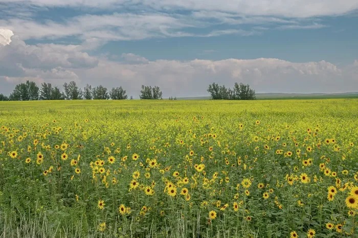 Framed Print : USA, Idaho. Field of common sunflower grown as a crop along Highway 33 Framed Print : USA, Idaho. Field of common sunflower grown as a crop along Highway 33