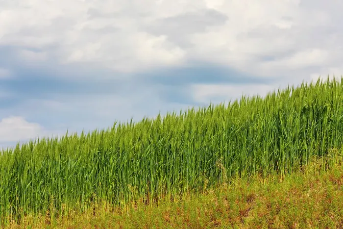 Framed Print : USA, Idaho, Genesee. Green wheat fields Framed Print : USA, Idaho, Genesee. Green wheat fields