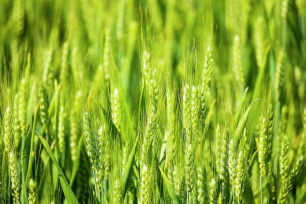USA, Idaho, Genesee. Green wheat fields