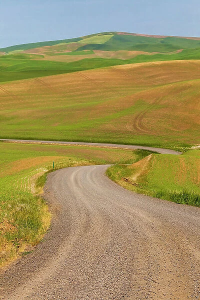USA, Idaho, Genesee. Green wheat fields. Gravel, dirt road