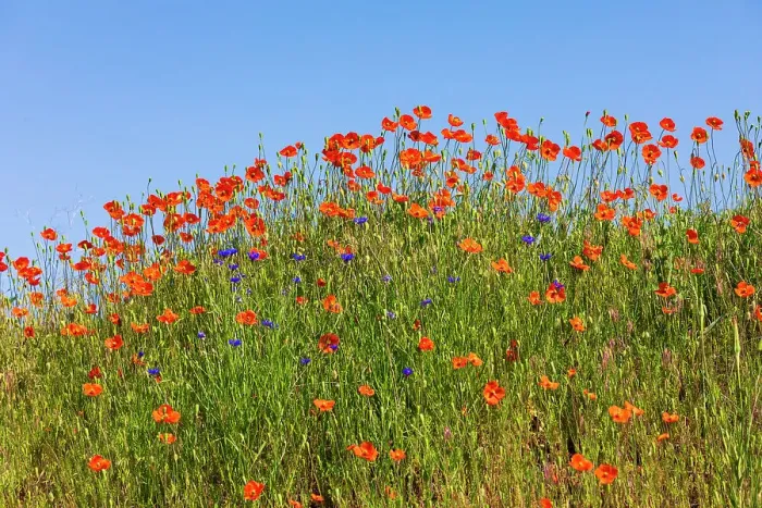 Framed Print : USA, Idaho, Genesee. Red Orange poppies Framed Print : USA, Idaho, Genesee. Red Orange poppies
