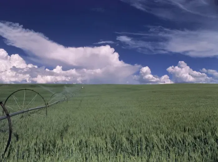 Framed Print : USA, Idaho, Green Wheat Field, Clouds, Summer, Fruitland Framed Print : USA, Idaho, Green Wheat Field, Clouds, Summer, Fruitland