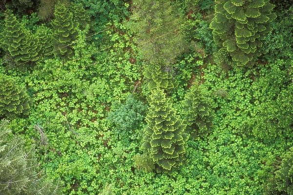 USA, Idaho, Hiawatha Bike Trail. Looking down onto a small open patch with a pine tree