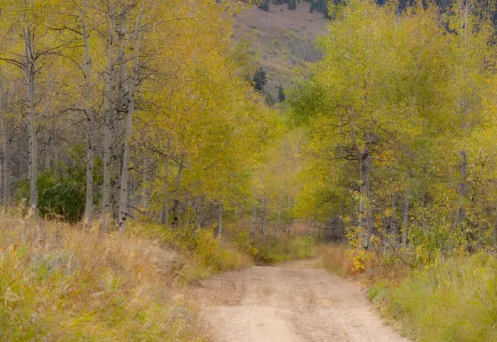 Framed Print : USA, Idaho, Highway 36 west of Liberty dirt road and Aspens in autumn Framed Print : USA, Idaho, Highway 36 west of Liberty dirt road and Aspens in autumn