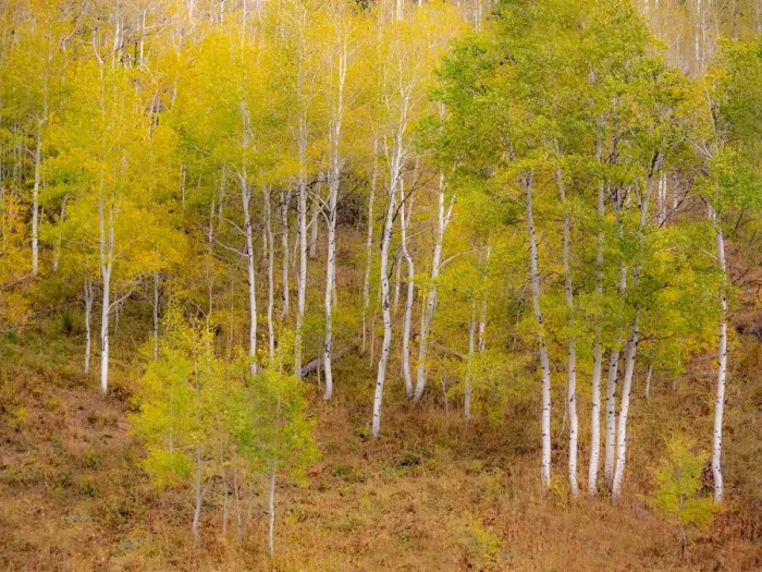 Framed Print : USA, Idaho, Highway 36 west of Liberty and hillsides covered with Aspens in autumn Framed Print : USA, Idaho, Highway 36 west of Liberty and hillsides covered with Aspens in autumn