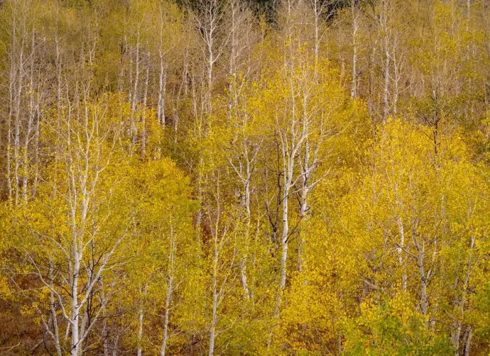 Framed Print : USA, Idaho, Highway 36 west of Liberty and hillsides covered with Aspens in autumn Framed Print : USA, Idaho, Highway 36 west of Liberty and hillsides covered with Aspens in autumn