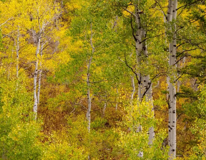 Framed Print : USA, Idaho, Highway 36 west of Liberty and hillsides covered with Aspens in autumn Framed Print : USA, Idaho, Highway 36 west of Liberty and hillsides covered with Aspens in autumn