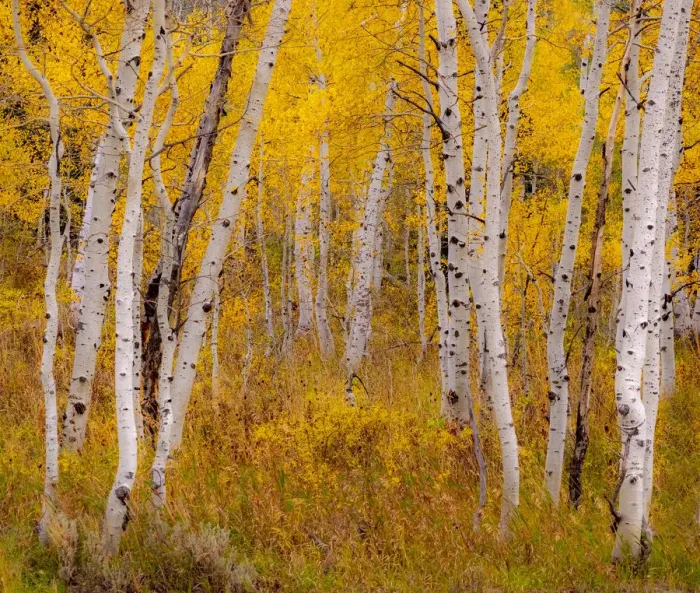 Framed Print : USA, Idaho, Highway 36 west of Liberty and hillsides covered with Aspens in autumn Framed Print : USA, Idaho, Highway 36 west of Liberty and hillsides covered with Aspens in autumn