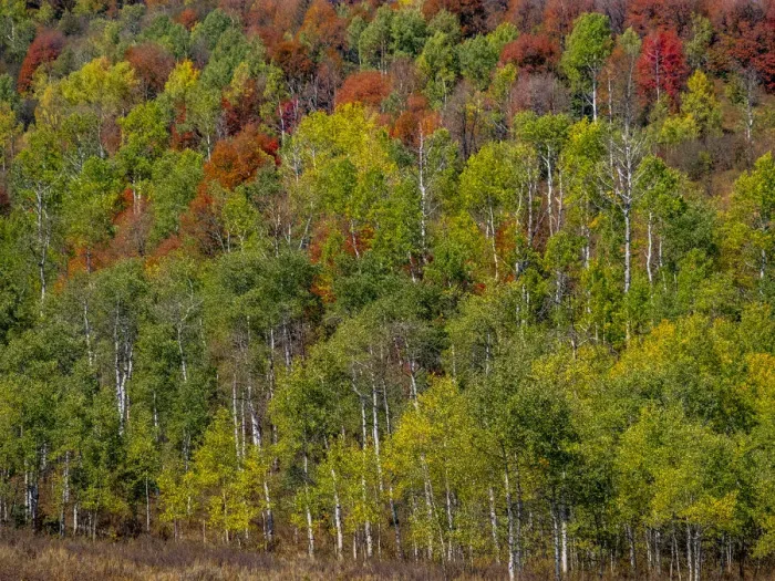 Framed Print : USA, Idaho, Highway 36 west of Liberty and hillsides covered with Canyon Maple and Aspens in autumn Framed Print : USA, Idaho, Highway 36 west of Liberty and hillsides covered with Canyon Maple and Aspens in autumn