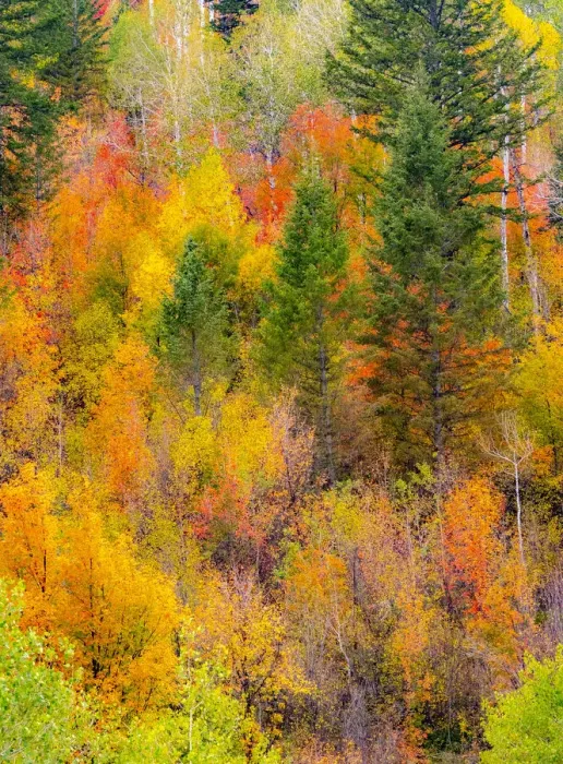 Framed Print : USA, Idaho, Highway 36 west of Liberty and hillsides covered with Canyon Maple and Aspens in autumn Framed Print : USA, Idaho, Highway 36 west of Liberty and hillsides covered with Canyon Maple and Aspens in autumn