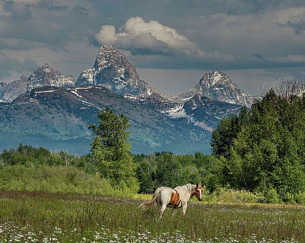 USA, Idaho. Horse grazing in meadow, view of Grand Teton and Teton Mountains from the West near Jackson Hole and Tetonia