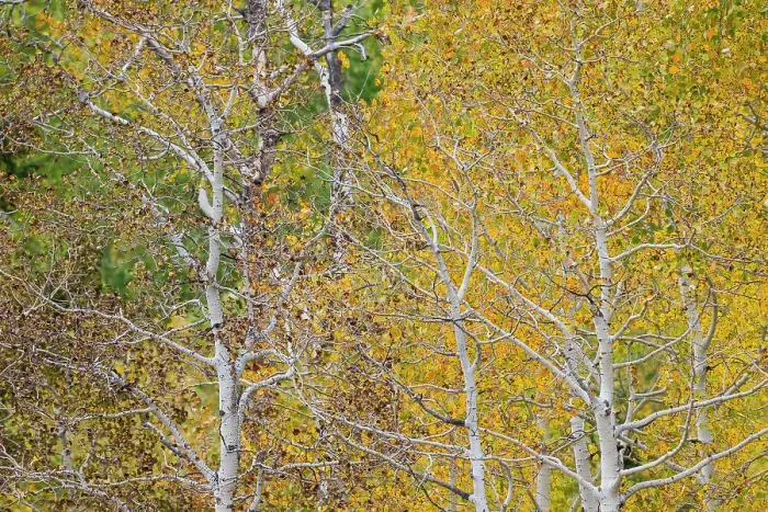 Framed Print : USA, Idaho, Liberty. Mink Creek, Highway 36, Aspen groves with leaves golden during Autumn Framed Print : USA, Idaho, Liberty. Mink Creek, Highway 36, Aspen groves with leaves golden during Autumn