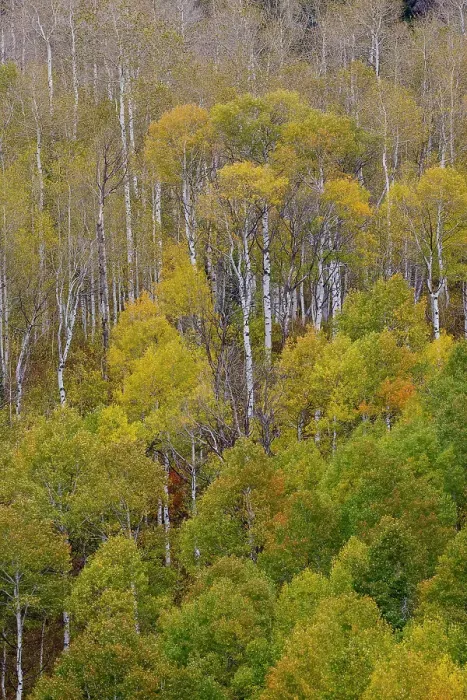 Framed Print : USA, Idaho, Liberty. Mink Creek, Highway 36, Aspen groves with leaves golden during Autumn Framed Print : USA, Idaho, Liberty. Mink Creek, Highway 36, Aspen groves with leaves golden during Autumn