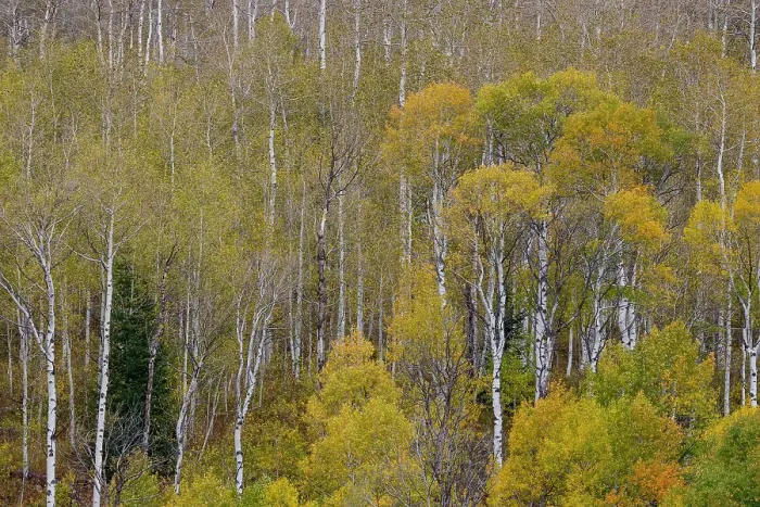 Framed Print : USA, Idaho, Liberty. Mink Creek, Highway 36, Aspen groves with leaves golden during Autumn