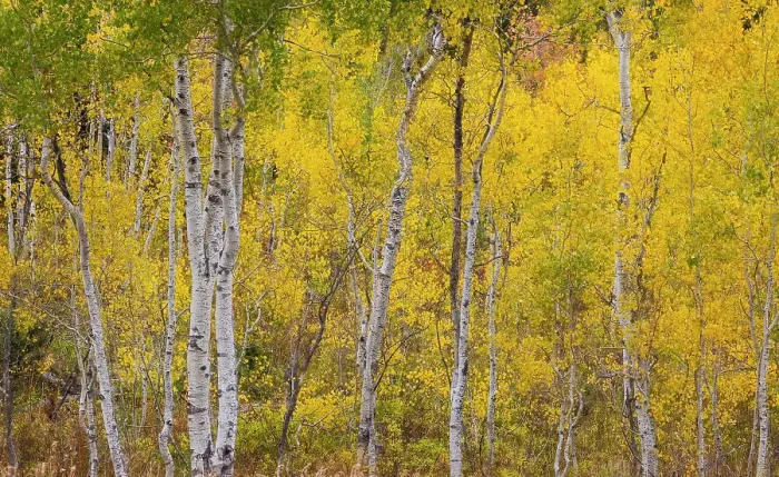 Framed Print : USA, Idaho, Liberty. Mink Creek, Highway 36, Aspen groves with leaves golden during Autumn Framed Print : USA, Idaho, Liberty. Mink Creek, Highway 36, Aspen groves with leaves golden during Autumn