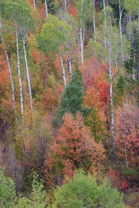 Framed Print : USA, Idaho, Liberty. Mink Creek, Highway 36, hillside with fall colors on Aspens and canyon maple trees Framed Print : USA, Idaho, Liberty. Mink Creek, Highway 36, hillside with fall colors on Aspens and canyon maple trees